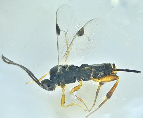 Réf. 356 821 : Microgastrinae inconnu